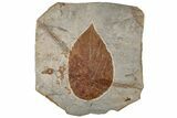 Fossil Leaf (Beringiaphyllum) - Montana #199567-1